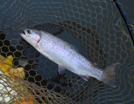 大安トラウトレイク 釣果